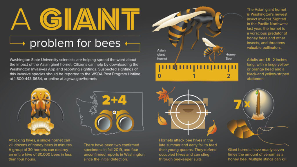 Asian Hornet Infographic