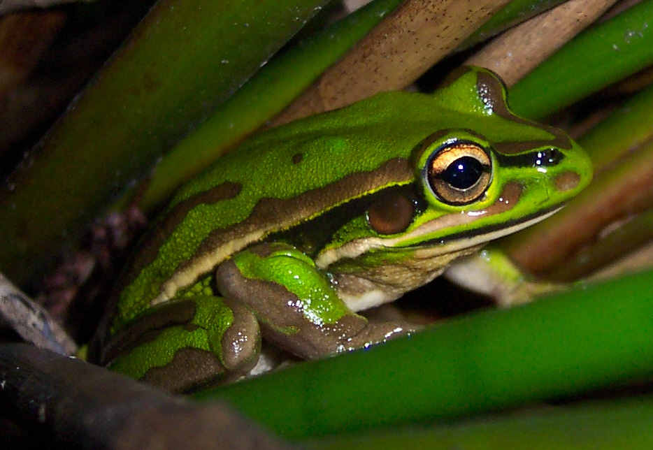 Green & Golden Bell Frog, Homebush Bay