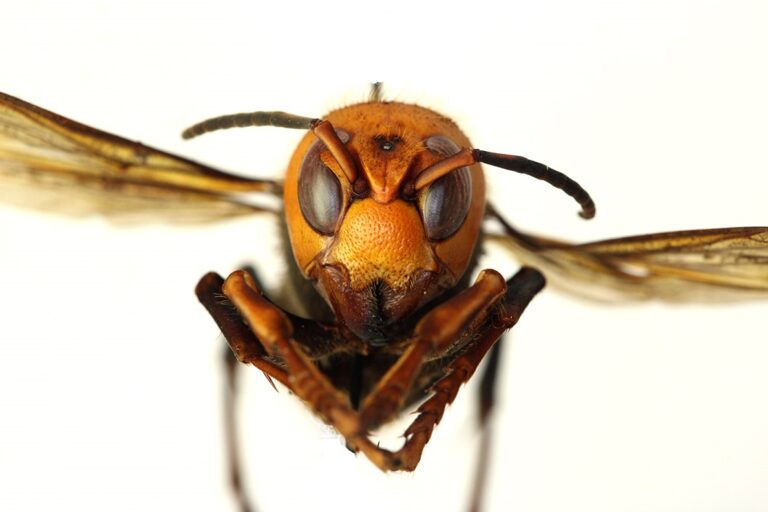 Giant Asian Hornet