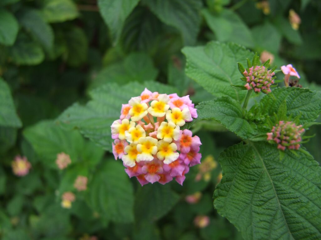 Lantana